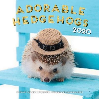 Adorable Hedgehogs 2020