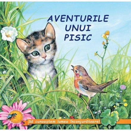 Aventurile uniu Pisic﻿