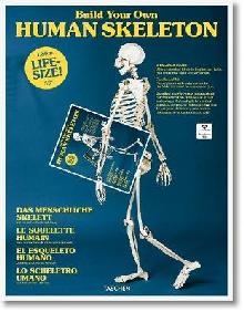 Build Your Own Human Skeleton - Life Size!