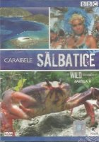 Caraibele salbatice / Wild Caribbean, Partea A (DVD Video)