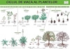 Ciclul de viata al plantelor