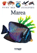 Marea