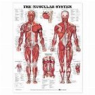 Muscular System Anatomical Chart