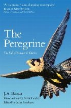 Peregrine