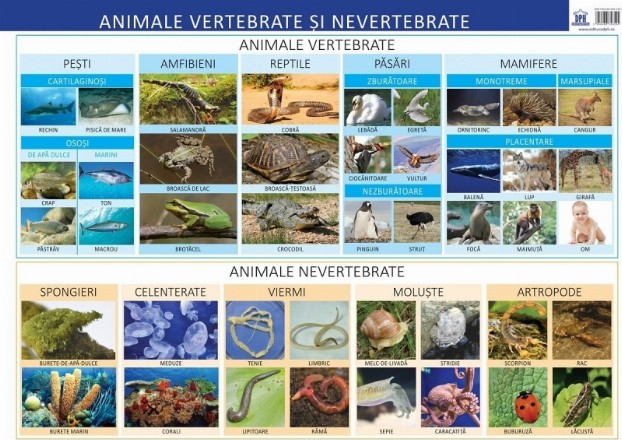 Plansa Animale vertebrate si nevertebrate 50x70 cm