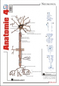 Pliant Anatomie 4