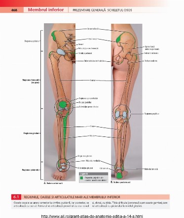 atlas_de_anatomie_grant_pdf_12.jpg